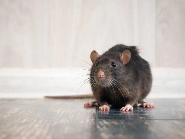 Dedetizadora de ratos preço